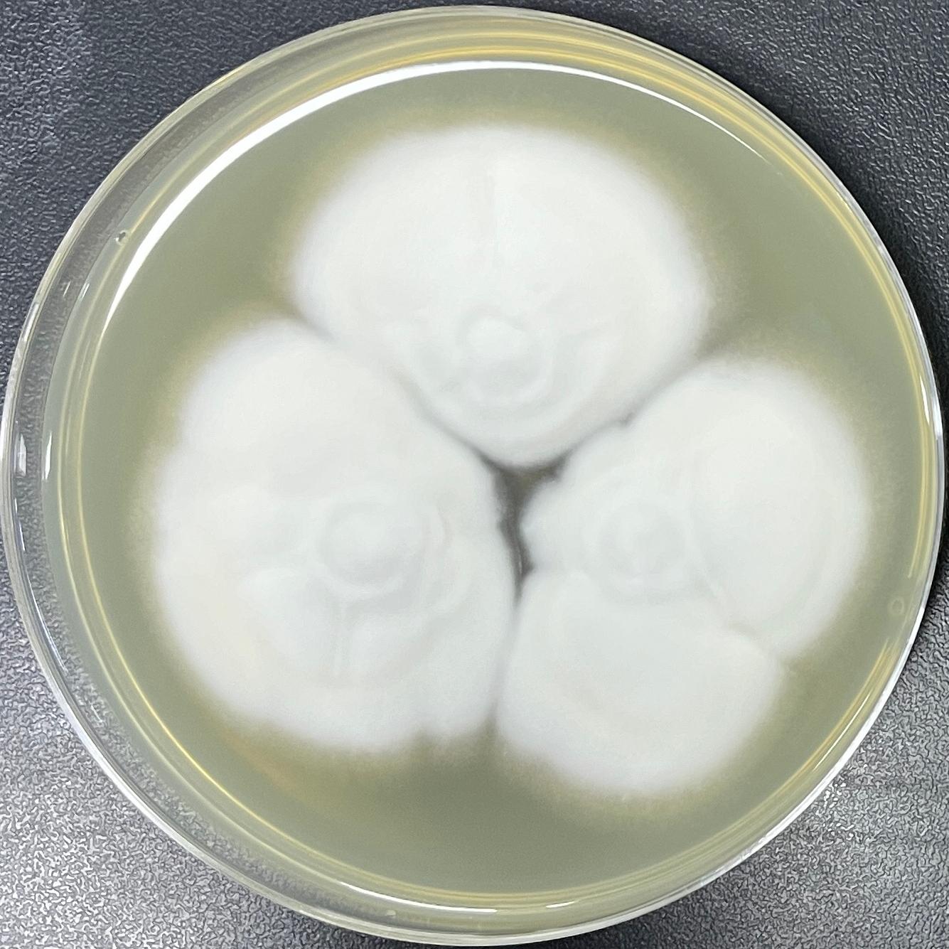 Blastomyces parvus-伟业计量