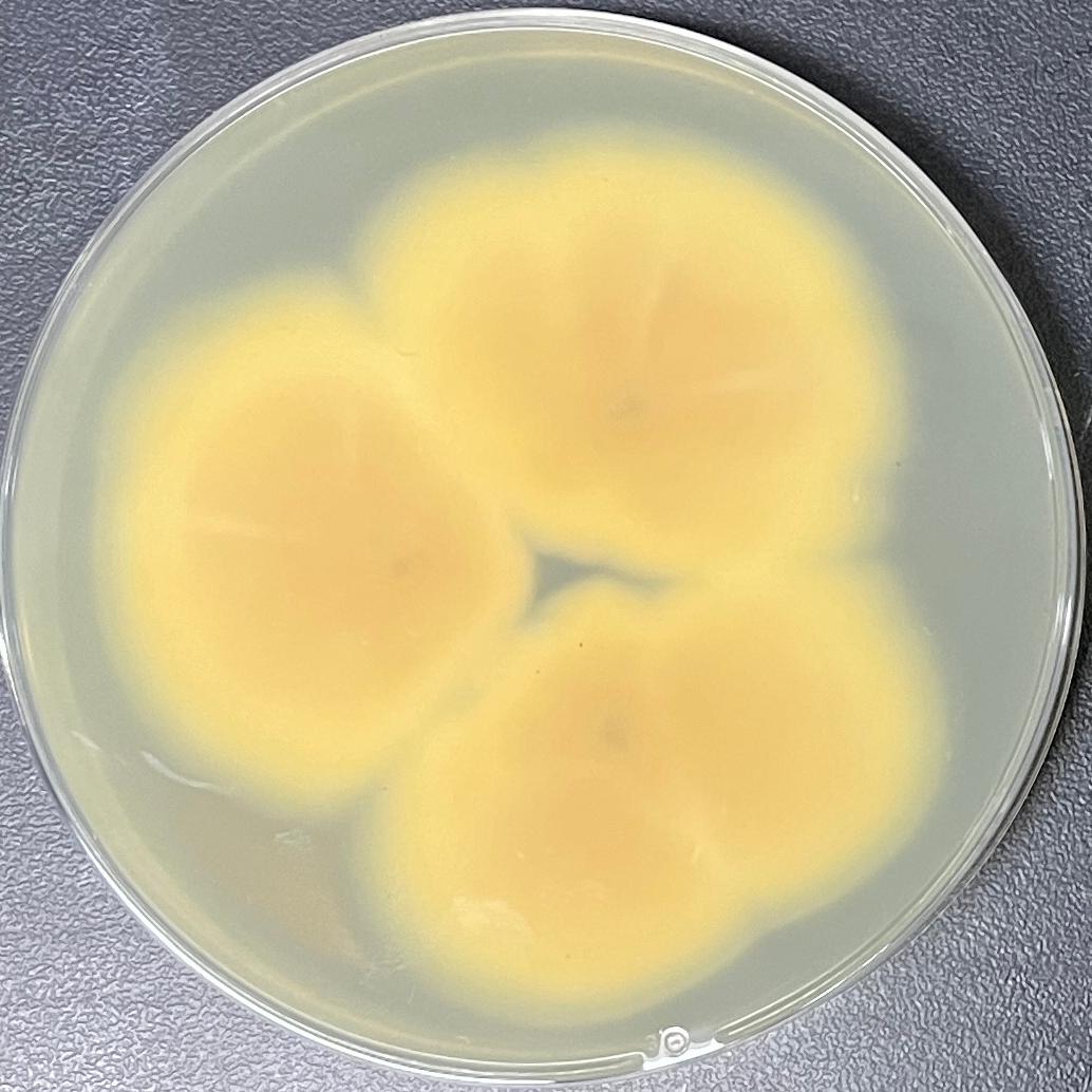 Blastomyces parvus-伟业计量