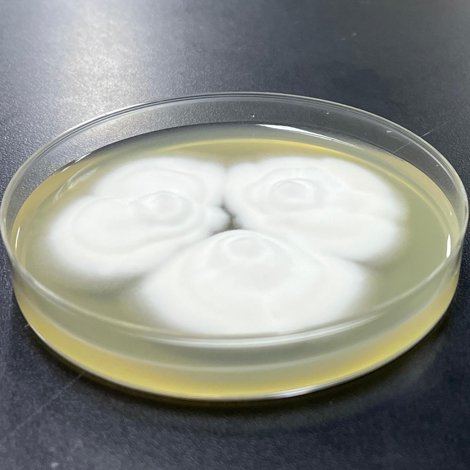 Blastomyces parvus-伟业计量
