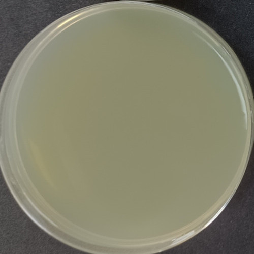 大肠杆菌C600(RK2)-伟业计量