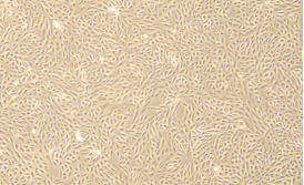 人疱疹病毒1型核酸参考品（热灭活）（强阳性）-北京晶品赛思科技有限公司