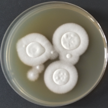 Trichophyton benhamiae-伟业计量