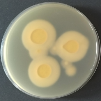 Trichophyton benhamiae-伟业计量