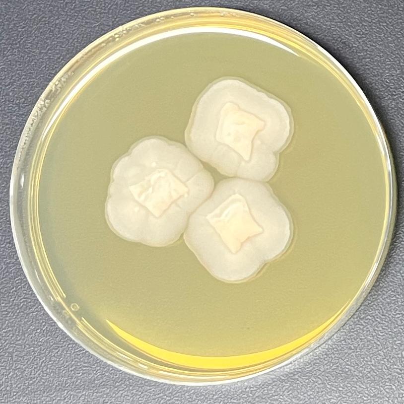 Scopulariopsis coprophila-伟业计量