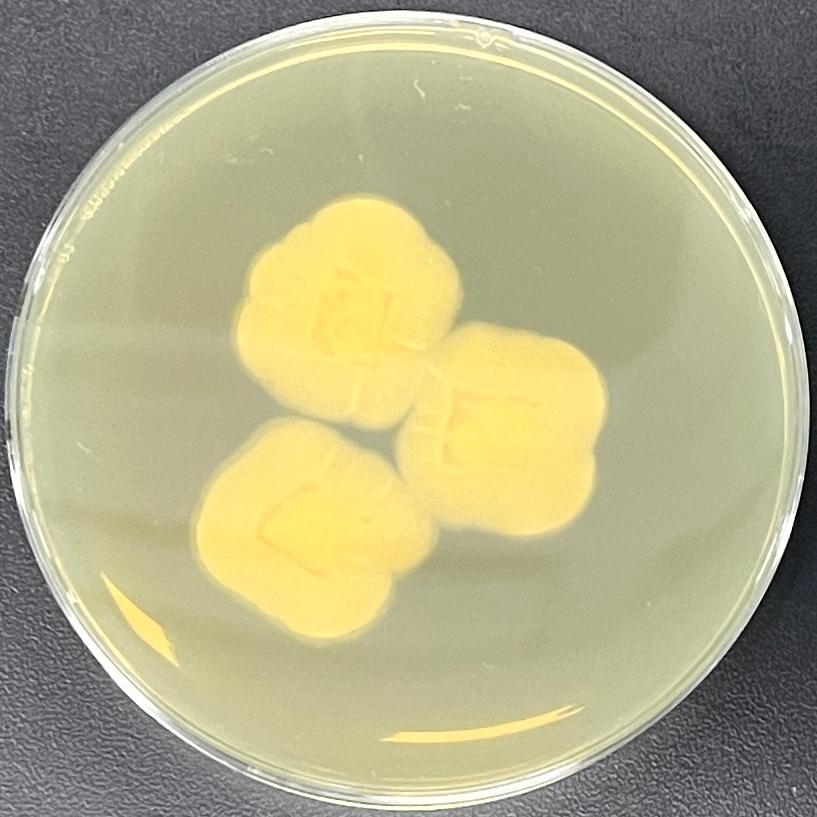 Scopulariopsis coprophila-伟业计量