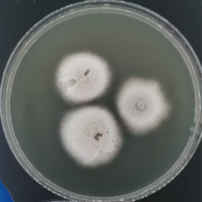 Ceratocystis tiliae-伟业计量