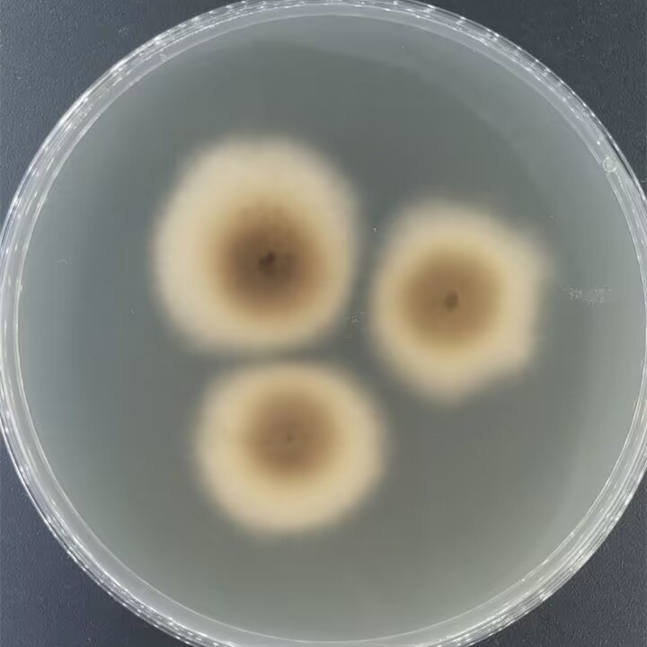 Ceratocystis tiliae-伟业计量
