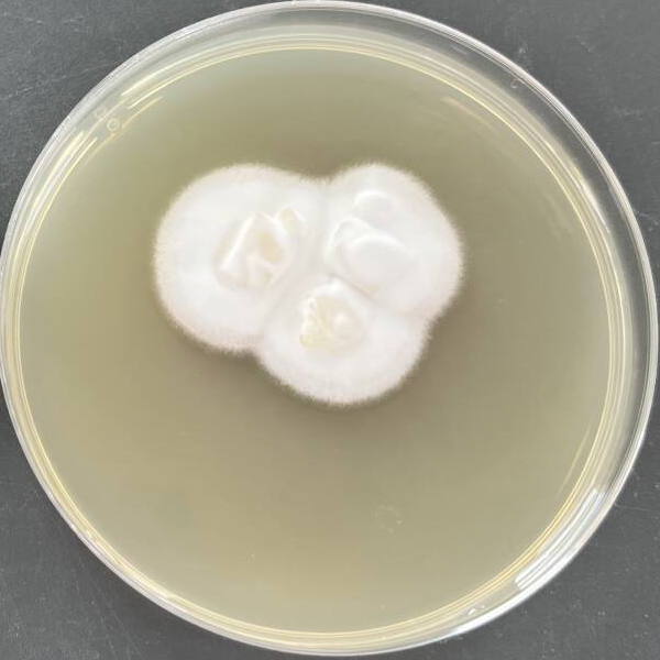Purpureocillium atypicola-伟业计量