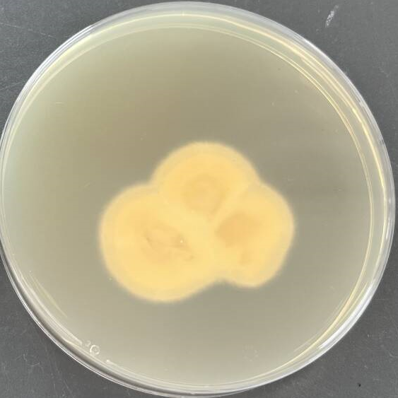 Purpureocillium atypicola-伟业计量