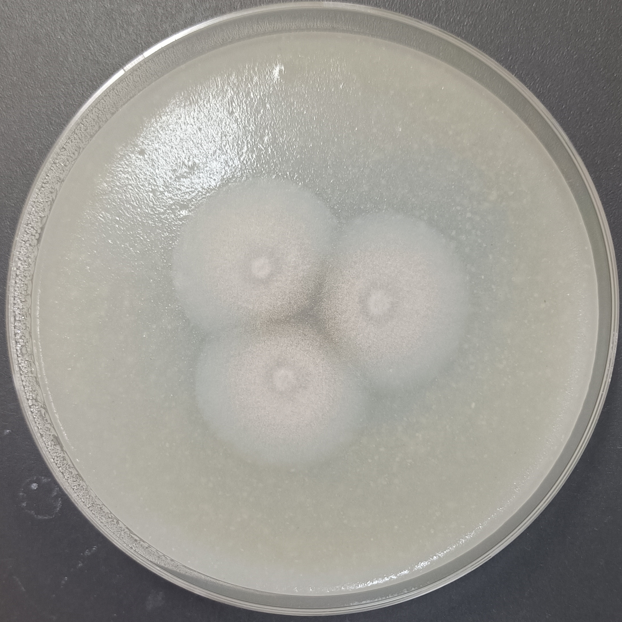 紫色紫孢菌-伟业计量
