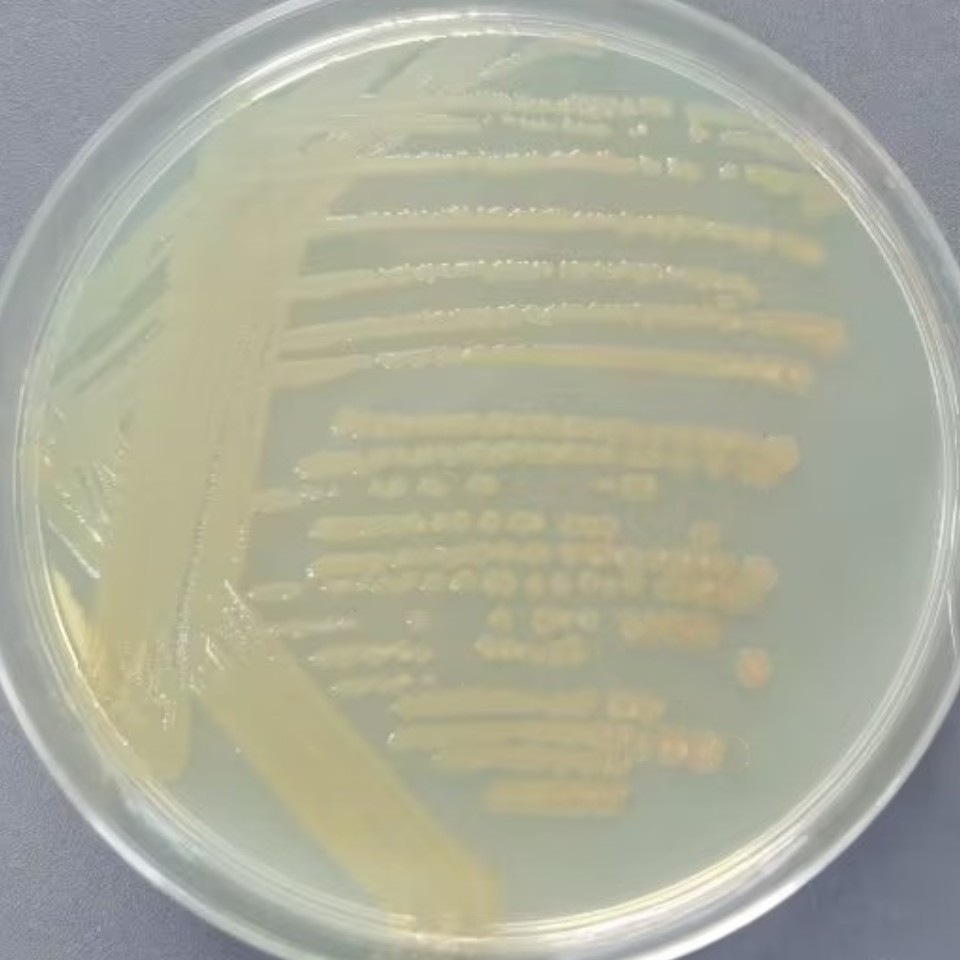 肠棕气单胞菌-伟业计量