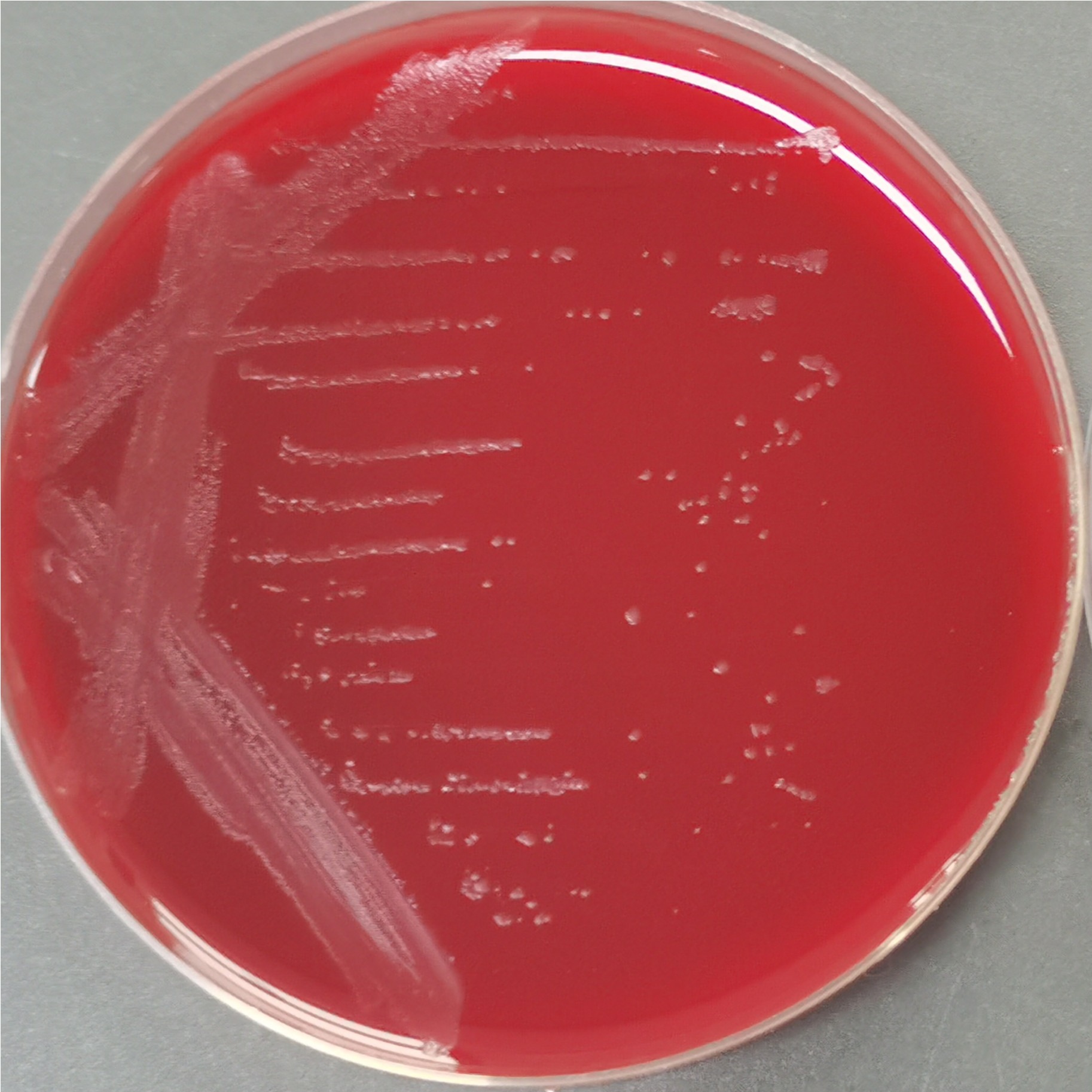 Allobaculum mucilyticum-伟业计量