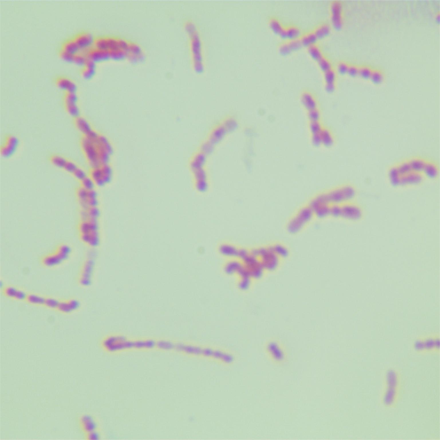 Allobaculum mucilyticum-伟业计量