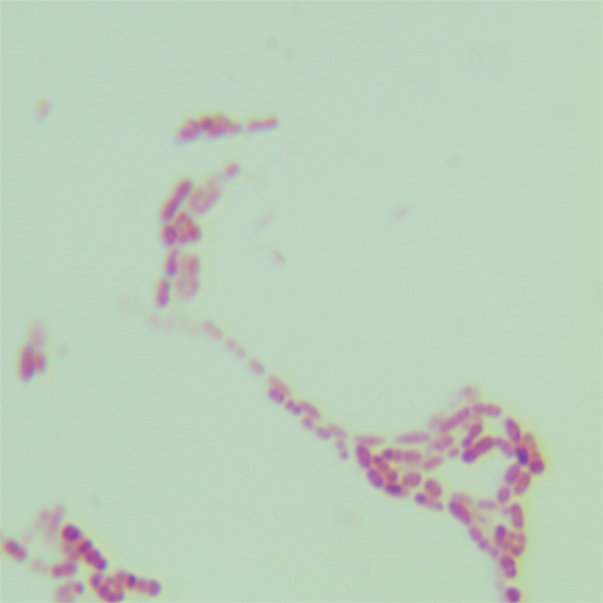 Allobaculum fili-伟业计量