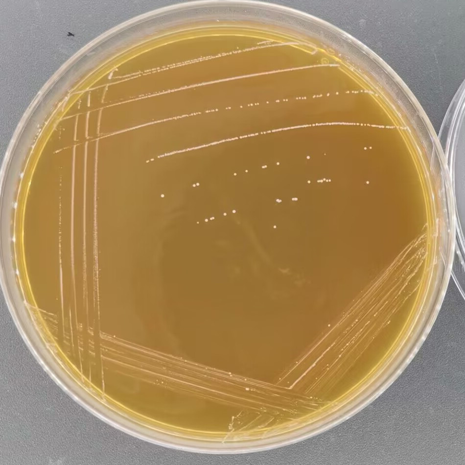 肠膜明串珠菌乳脂亚种-伟业计量