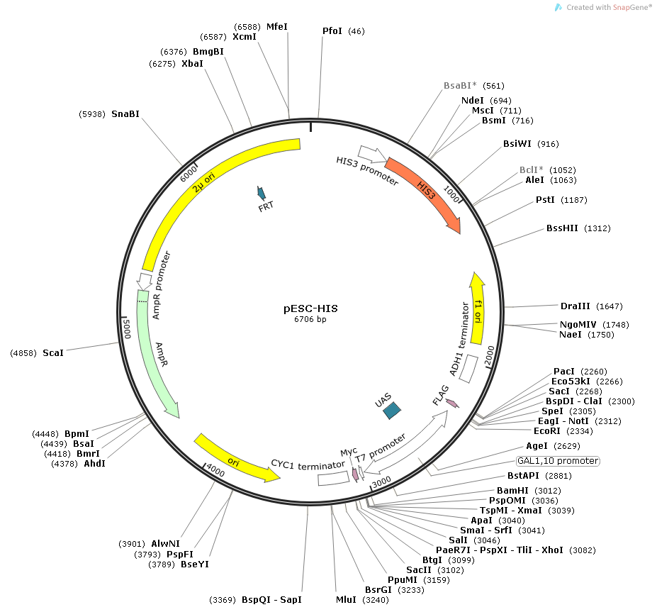 DH5α（含pXMJ19 质粒）大肠杆菌-北京晶品赛思科技有限公司