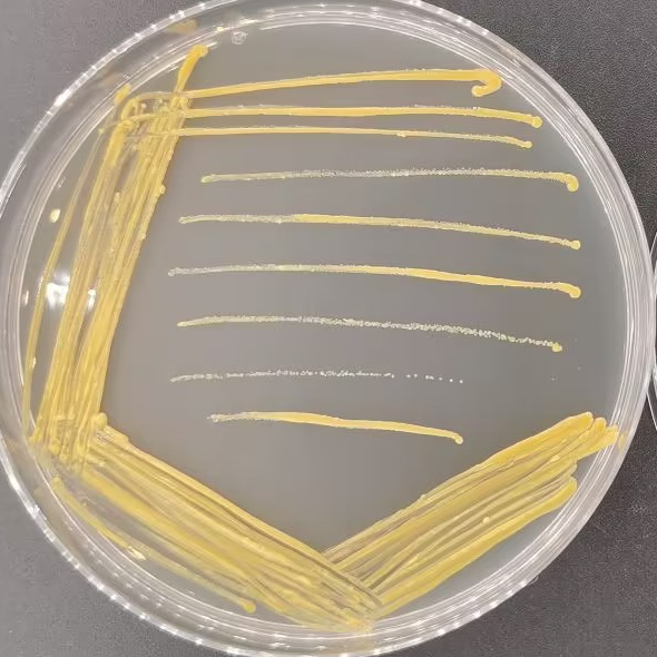 黑森分枝杆菌-伟业计量