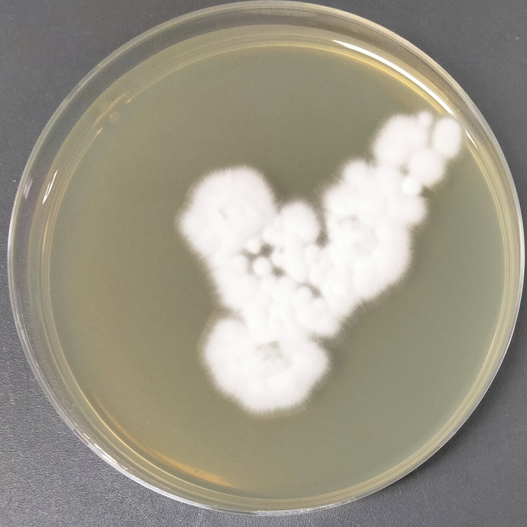 Arthroderma multifidum-伟业计量
