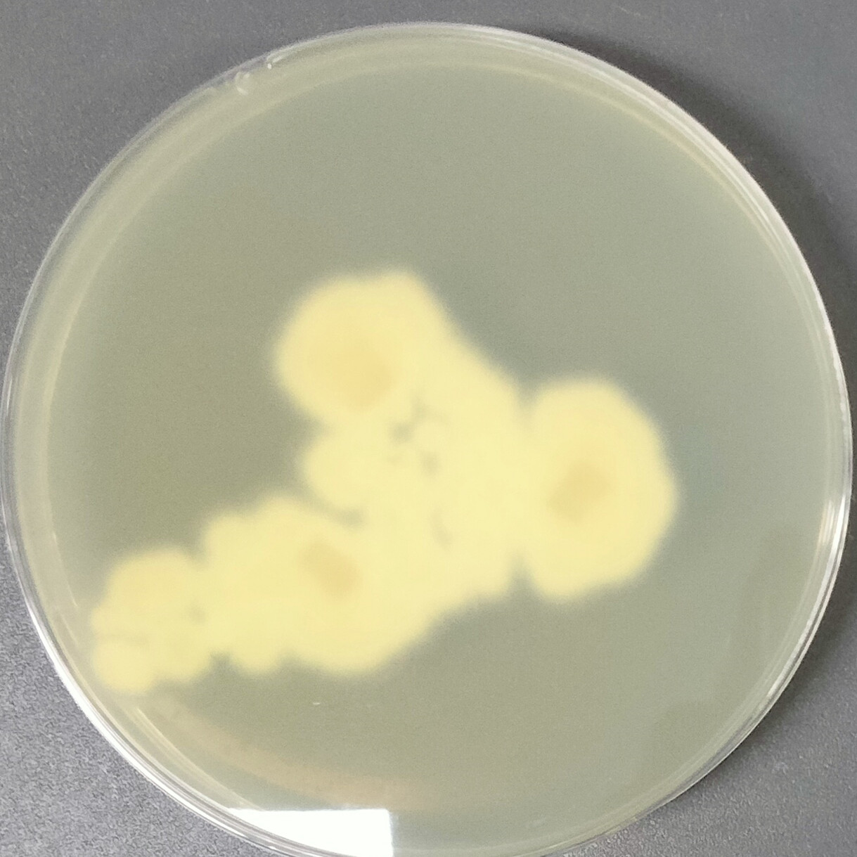 Arthroderma multifidum-伟业计量