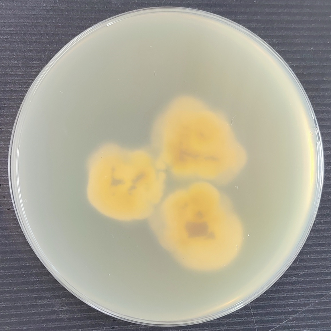 Arthroderma vespertilii-伟业计量