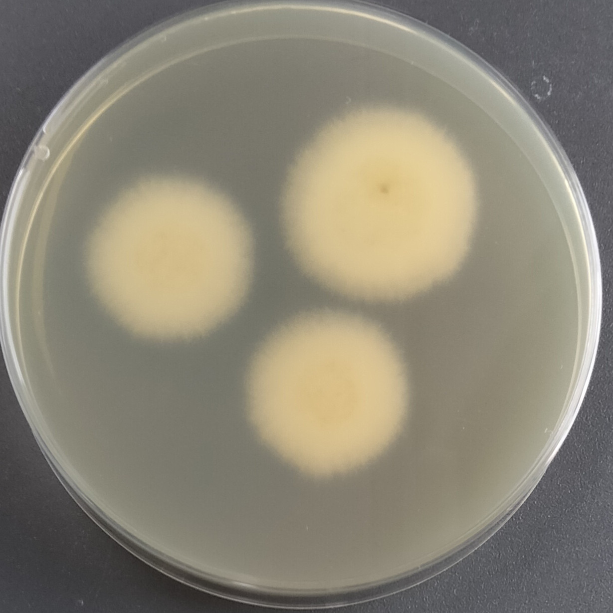 Arthroderma amazonicum-伟业计量