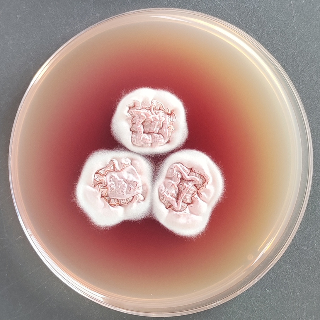 Lophophyton gallinae-伟业计量
