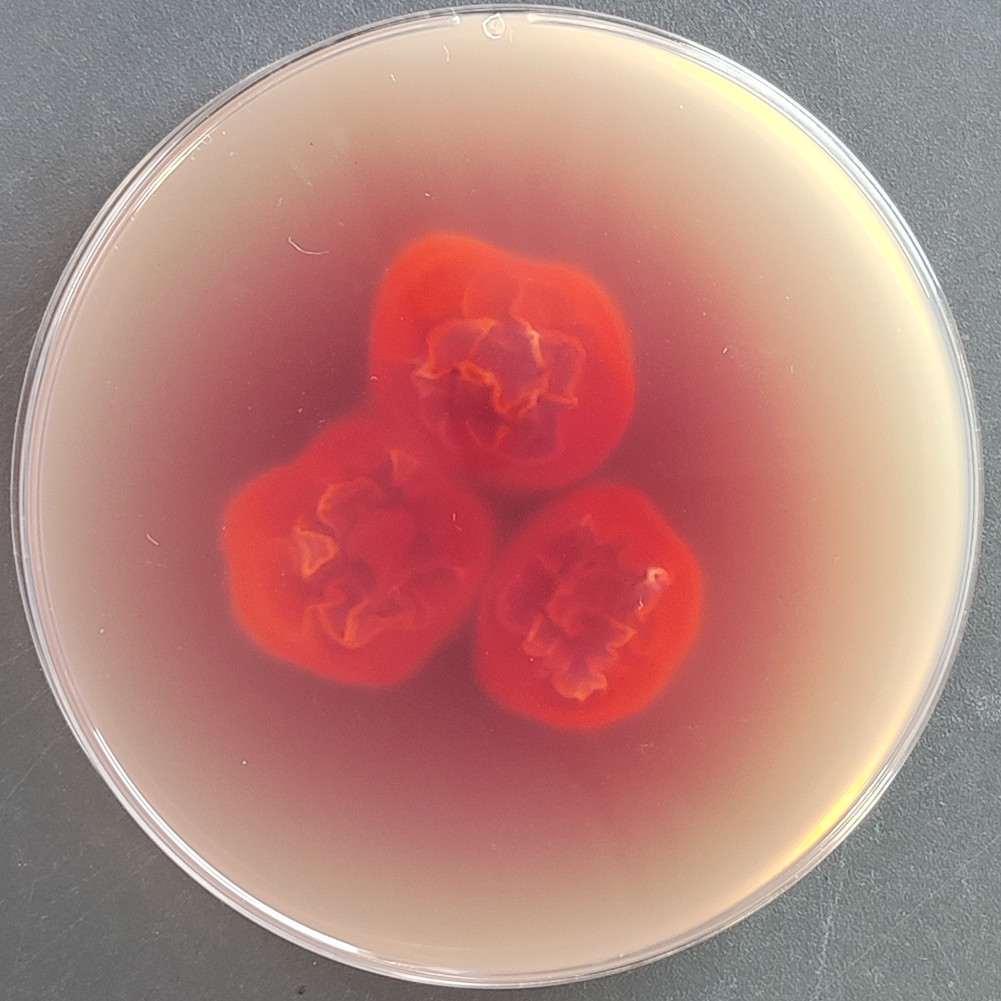 Lophophyton gallinae-伟业计量