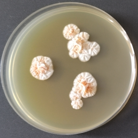 Trichophyton concentricum-伟业计量