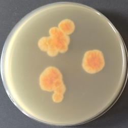 Trichophyton concentricum-伟业计量