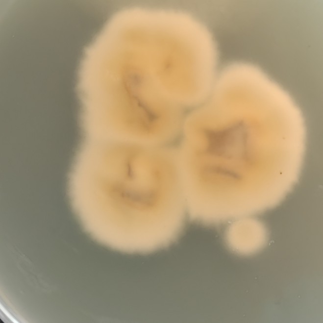 Trichophyton eriotrephon-伟业计量