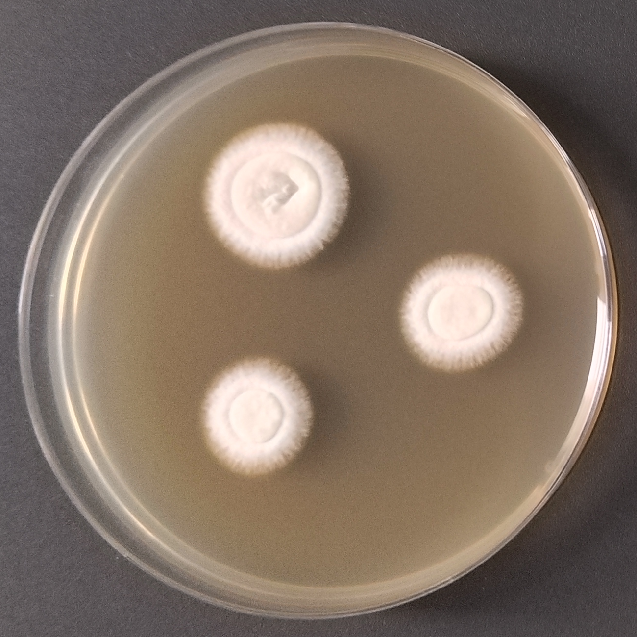 Arthroderma phaseoliforme-伟业计量