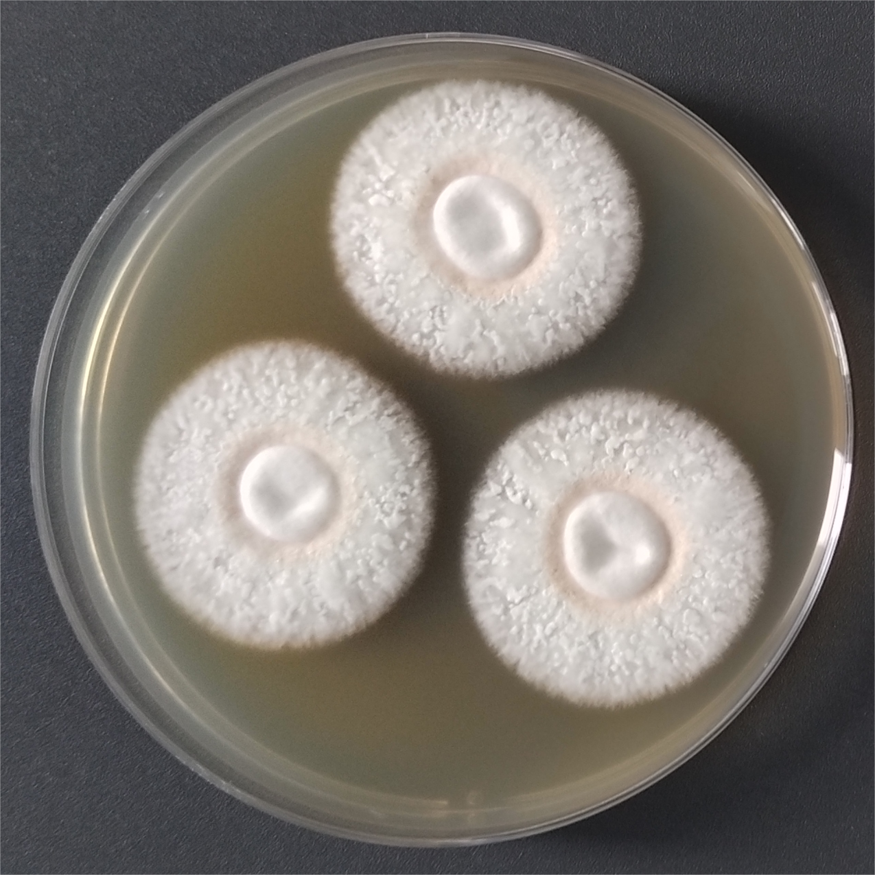 Arthroderma phaseoliforme-伟业计量