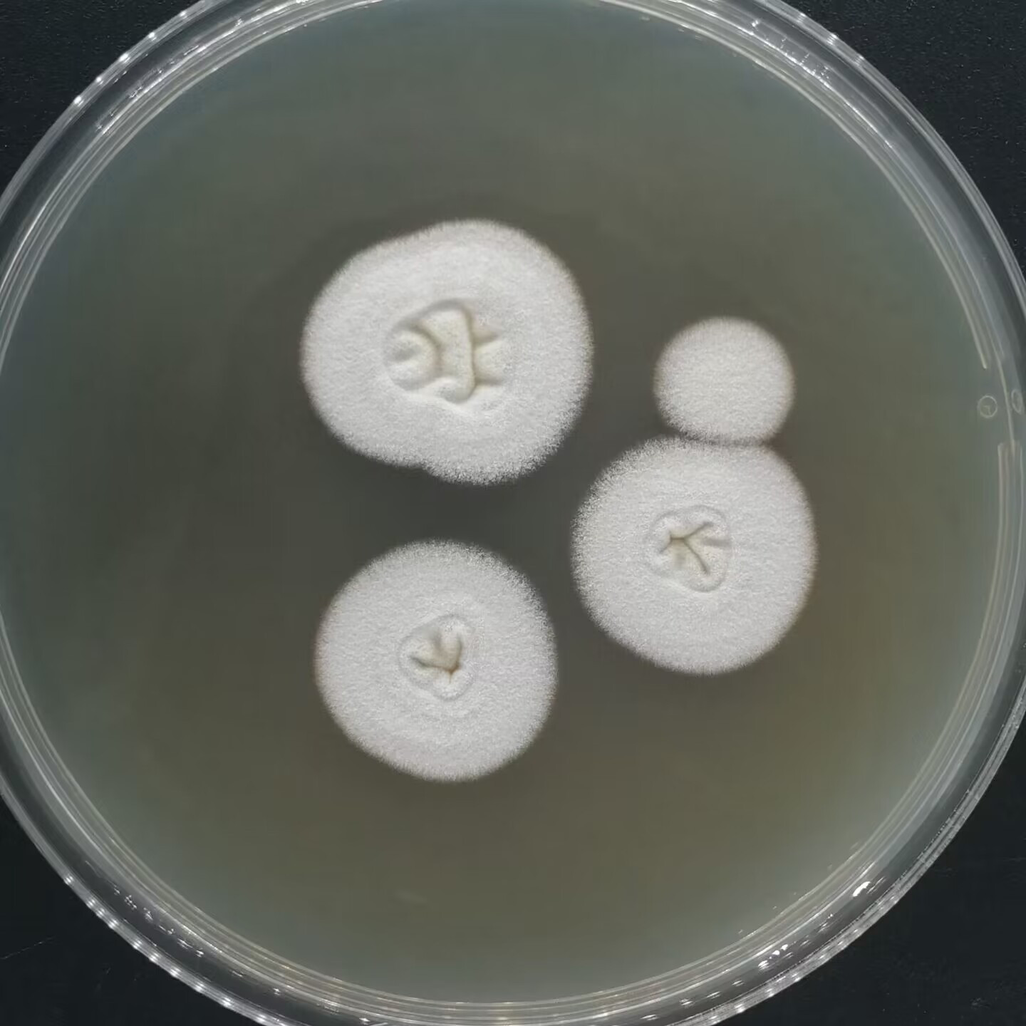 Arthroderma lenticulare-伟业计量