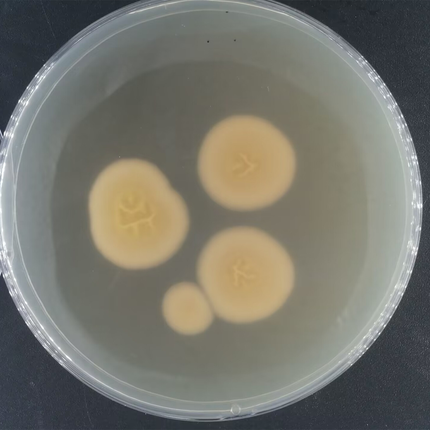 Arthroderma lenticulare-伟业计量