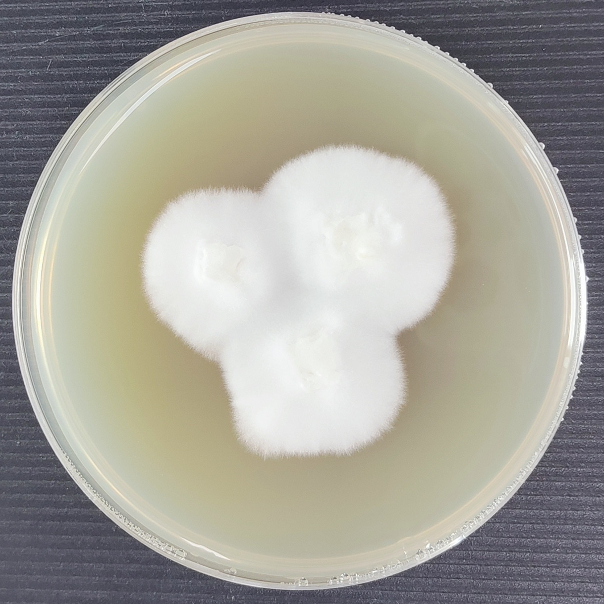 Arthroderma gertleri-伟业计量