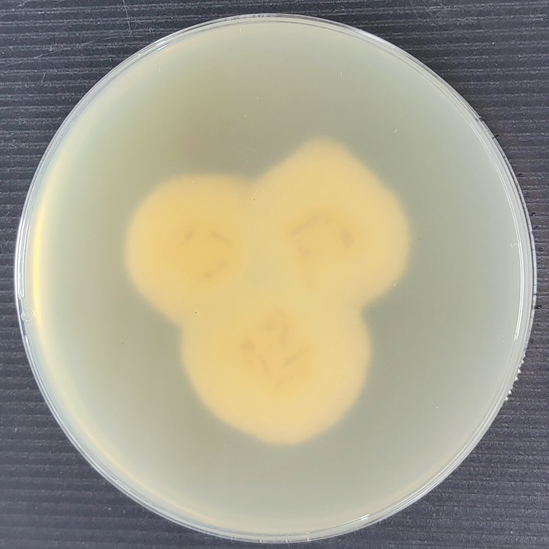 Arthroderma gertleri-伟业计量
