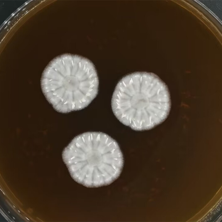 狐粪青霉-伟业计量