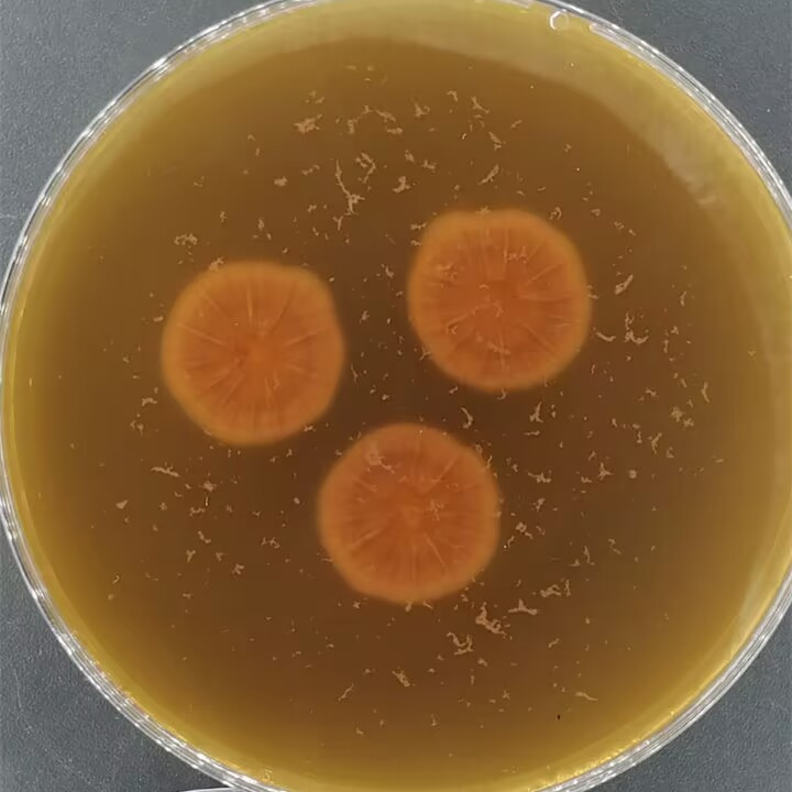 狐粪青霉-伟业计量