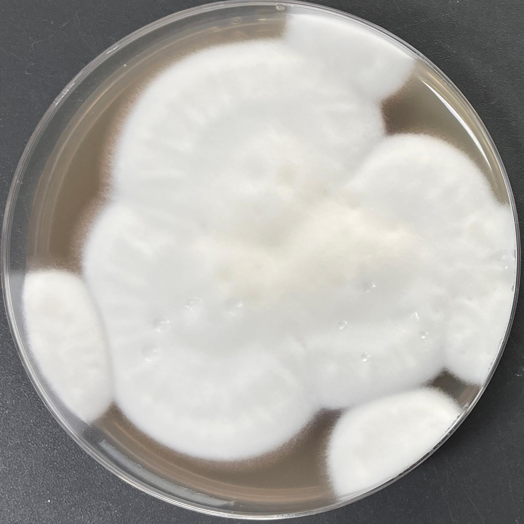 Lecanicillium psalliotae-伟业计量