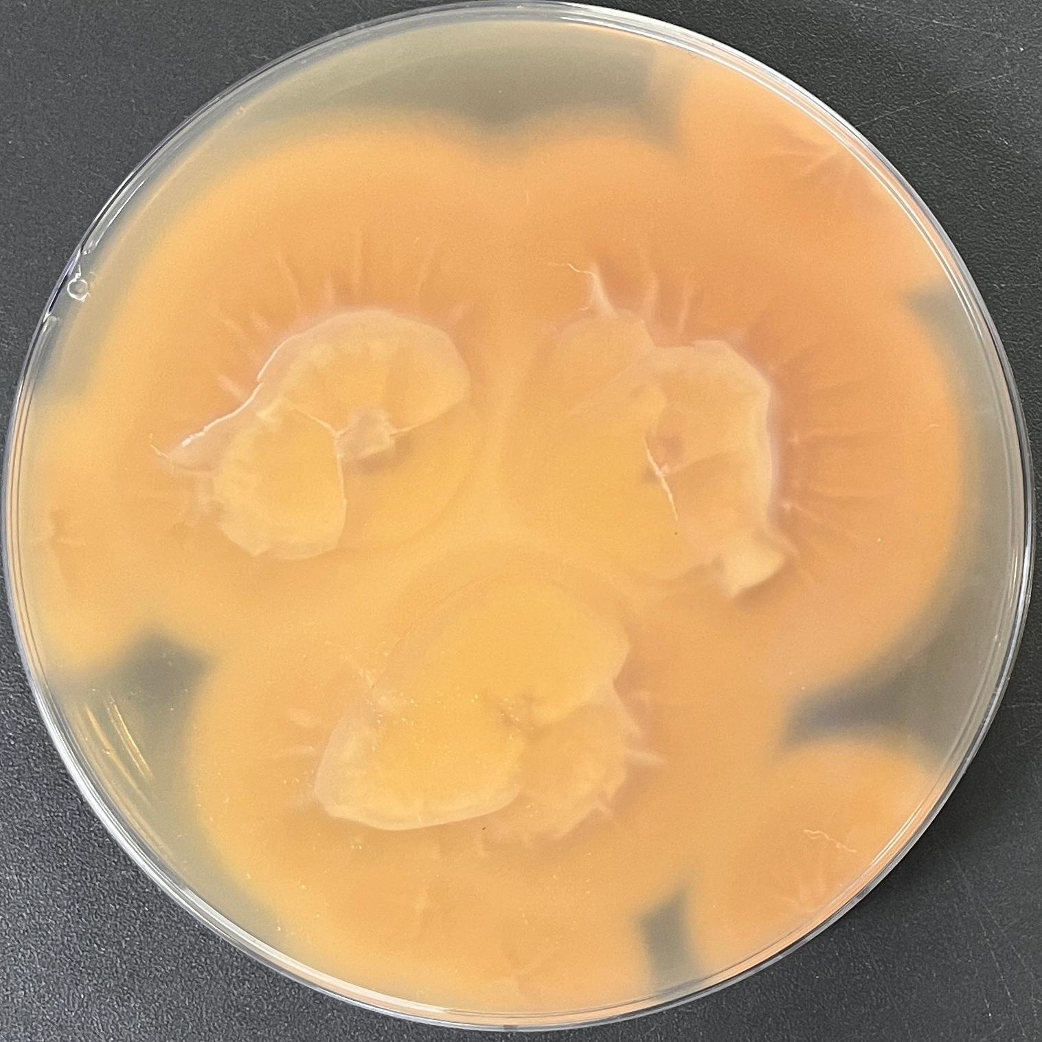 Lecanicillium psalliotae-伟业计量