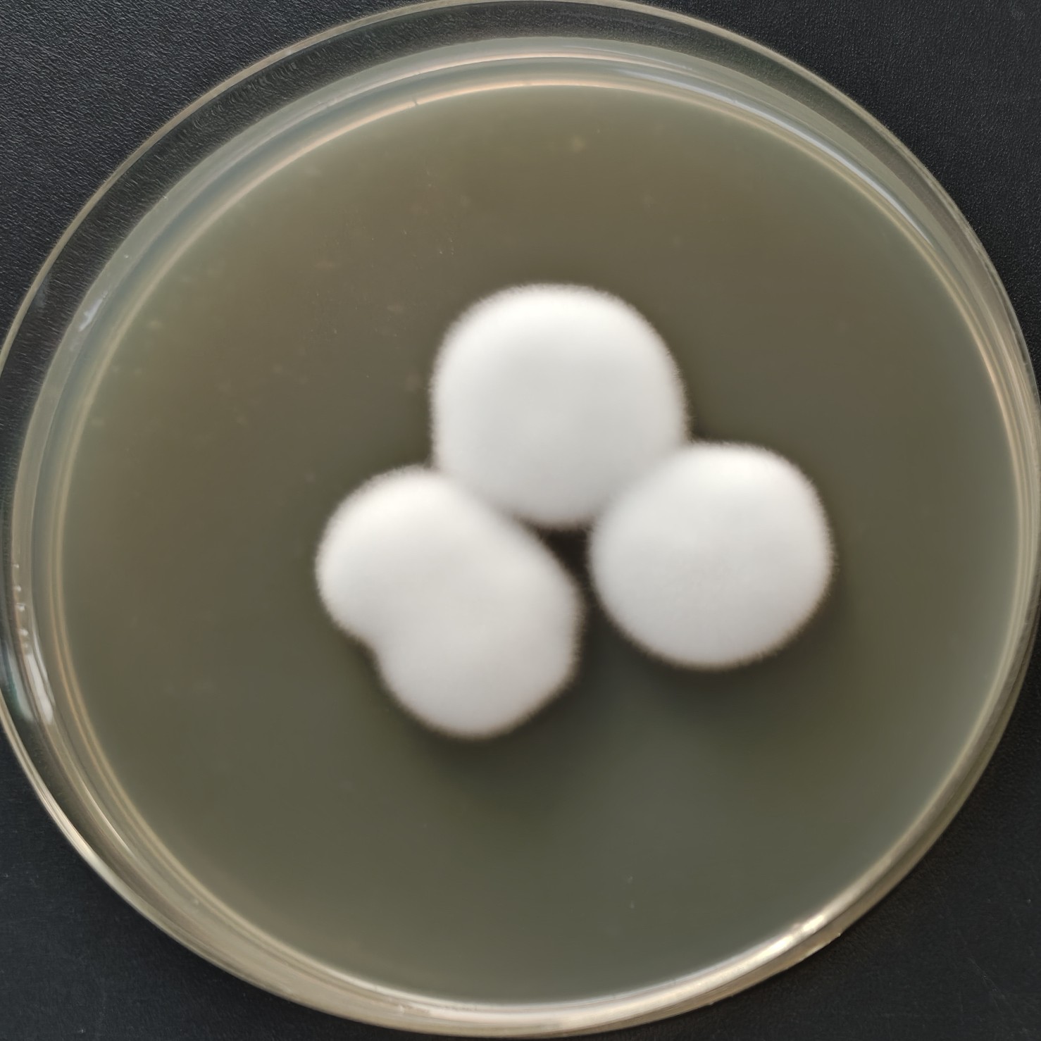 Lecanicillium dimorphum-伟业计量
