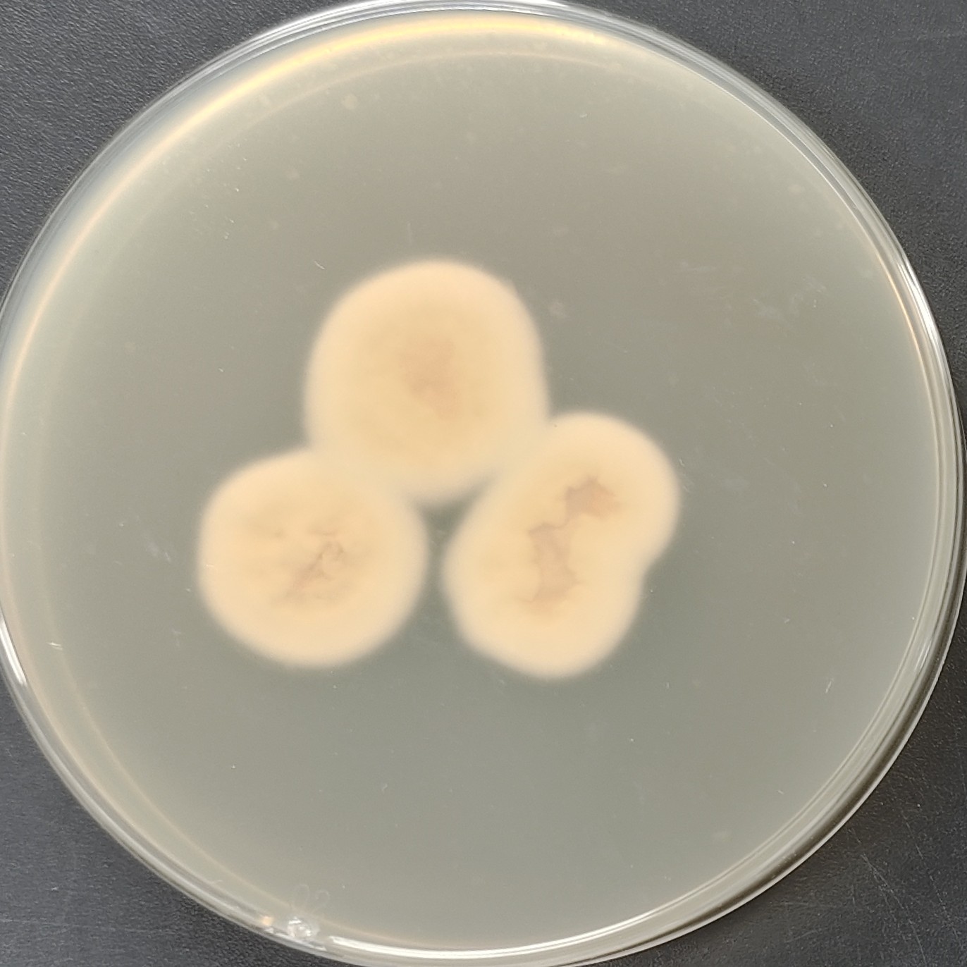 Lecanicillium dimorphum-伟业计量