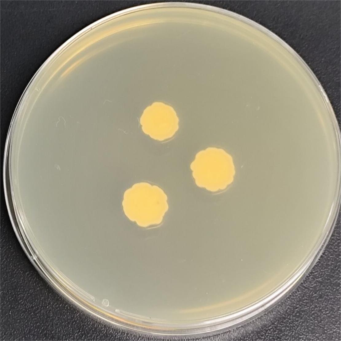 Pleurodesmospora coccorum-伟业计量