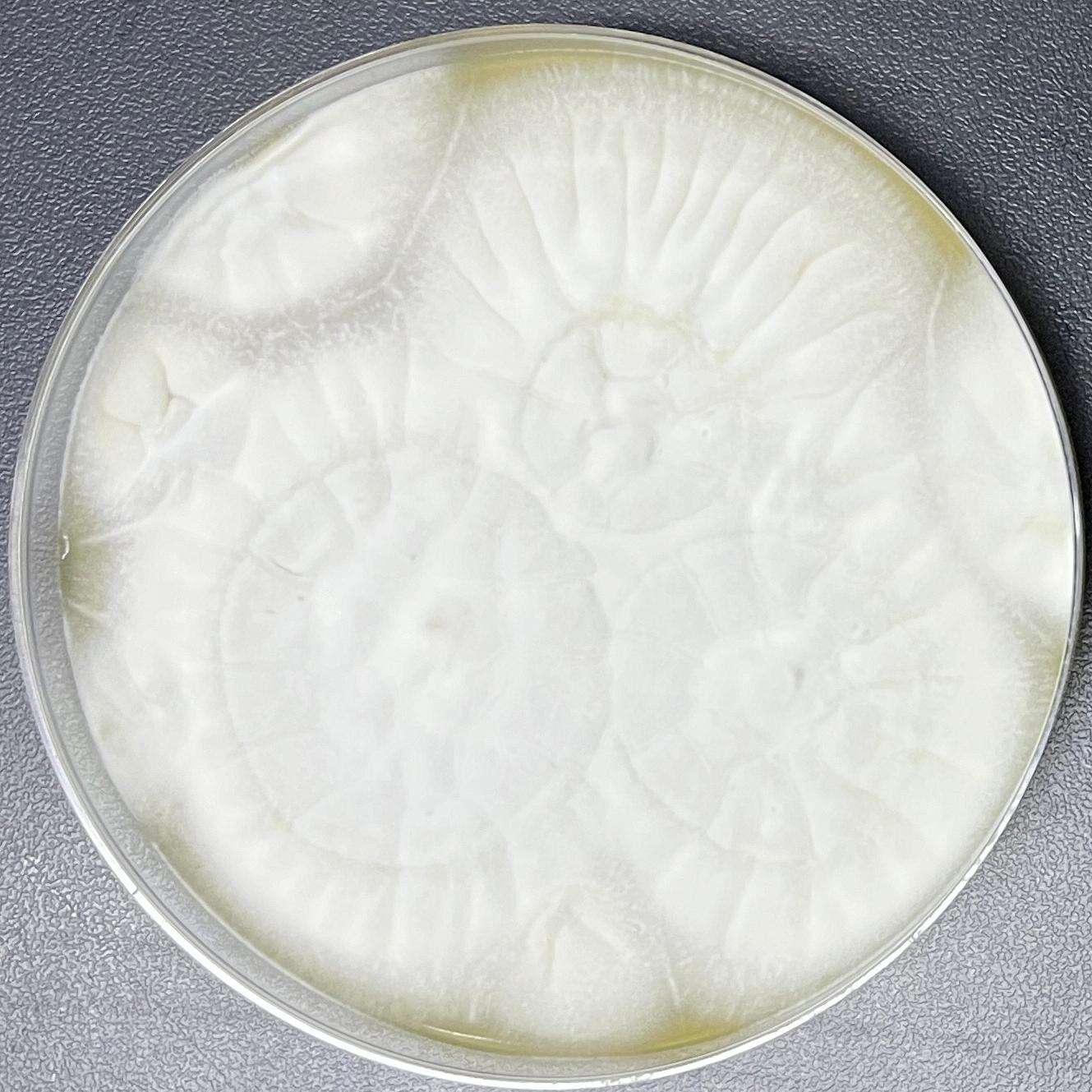 Lecanicillium fungicola var. aleophilum-伟业计量
