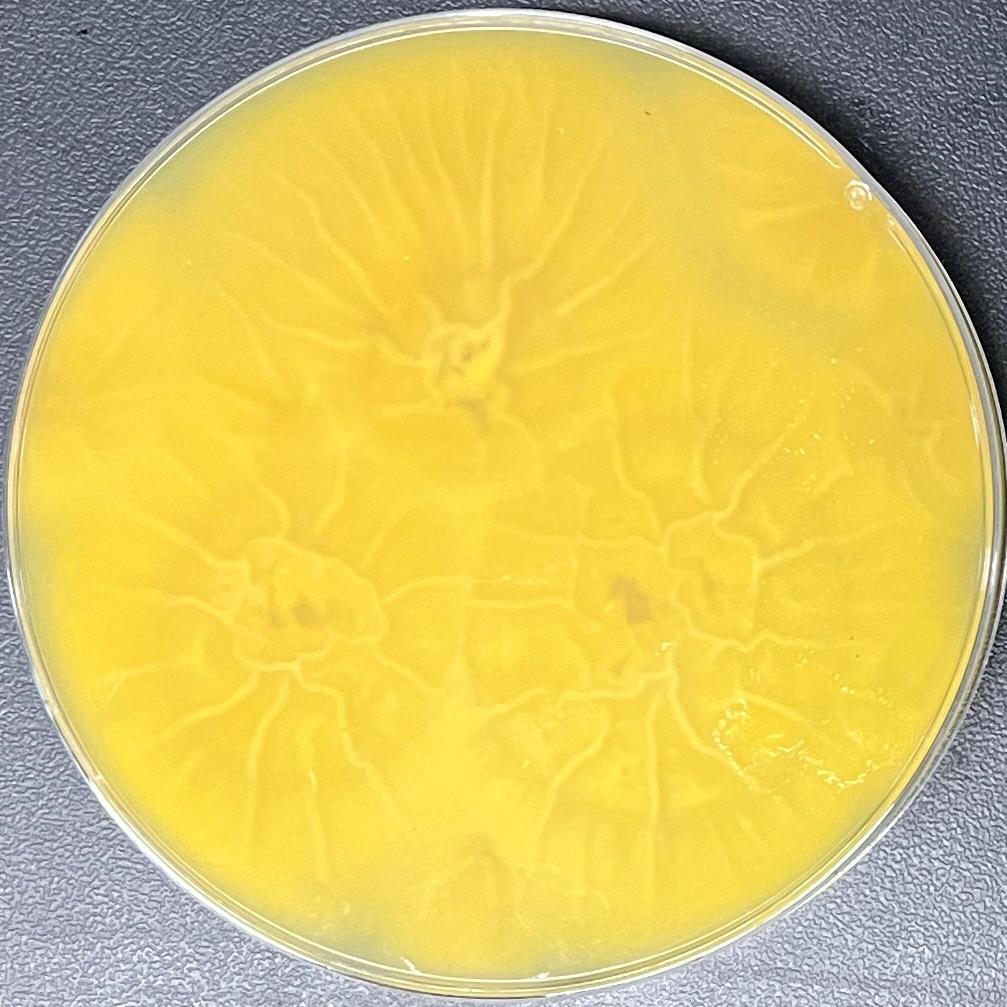 Lecanicillium fungicola var. aleophilum-伟业计量