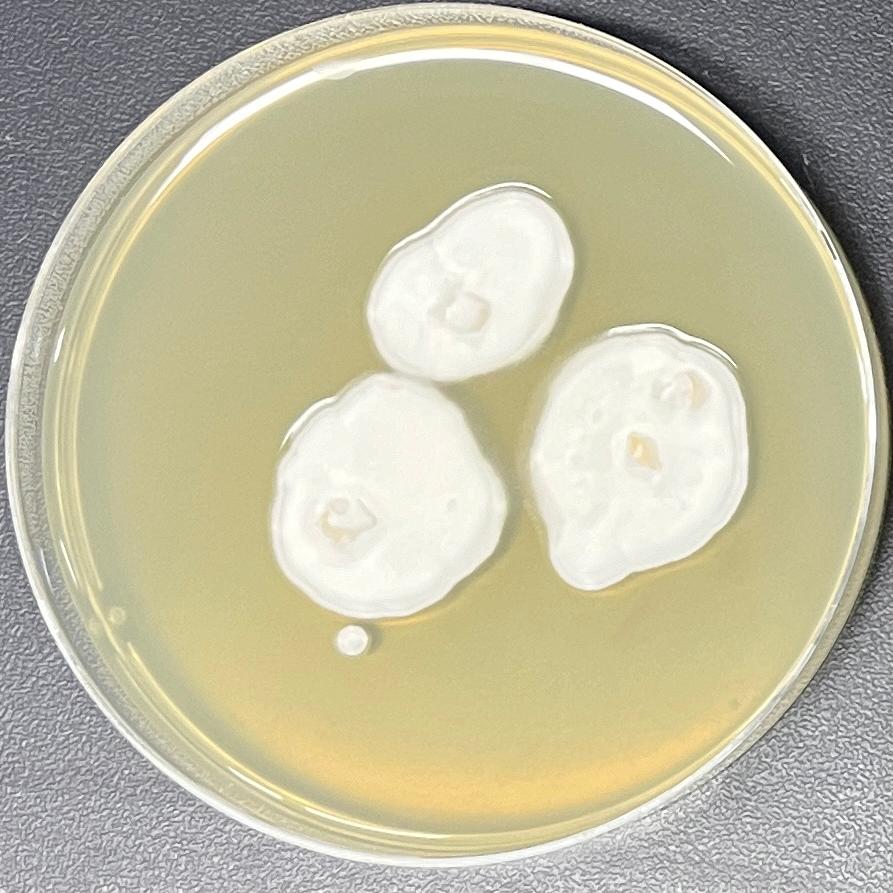 Lecanicillium fungicola-伟业计量