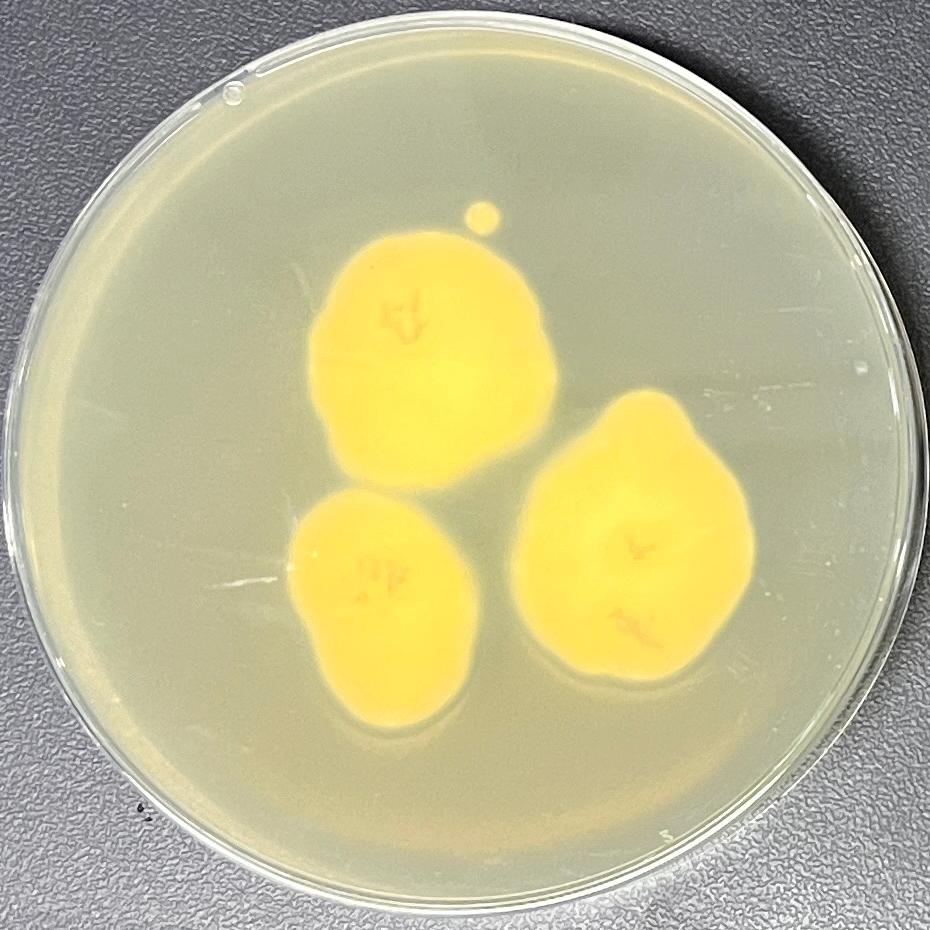Lecanicillium fungicola-伟业计量