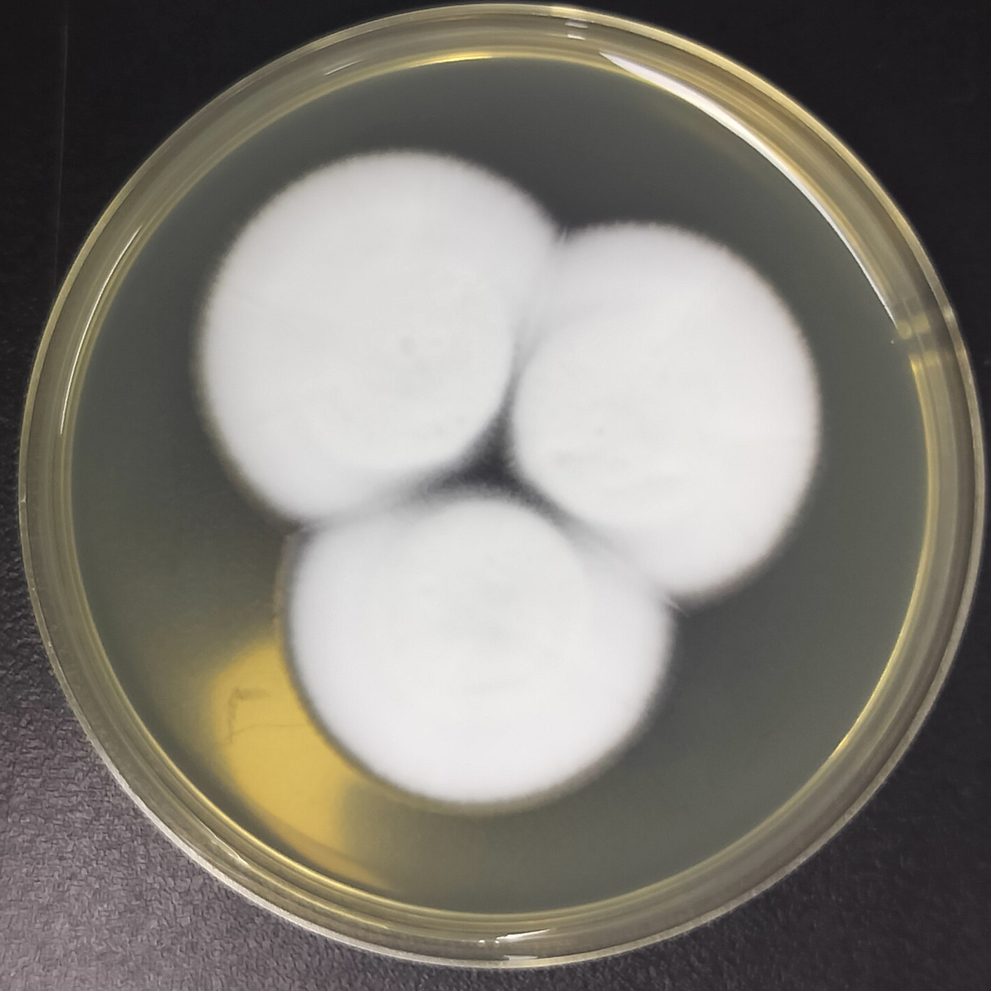Lecanicillium aphanocladii-伟业计量