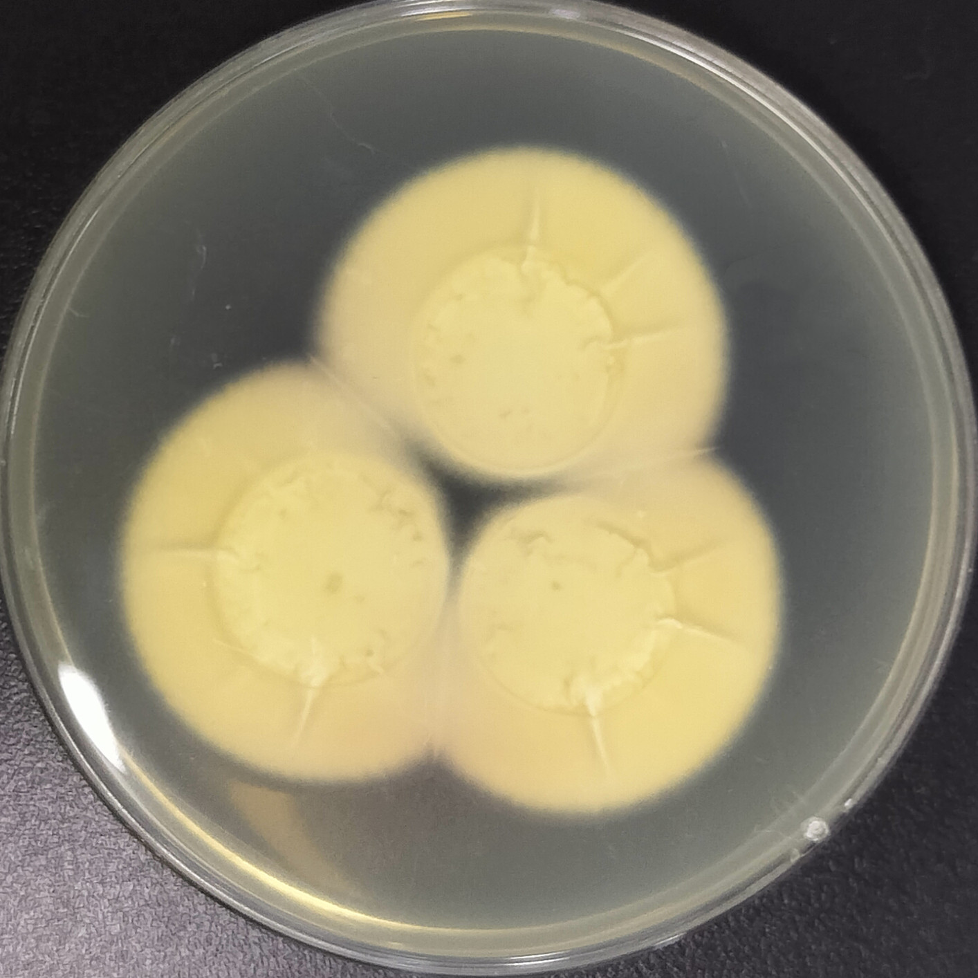 Lecanicillium aphanocladii-伟业计量
