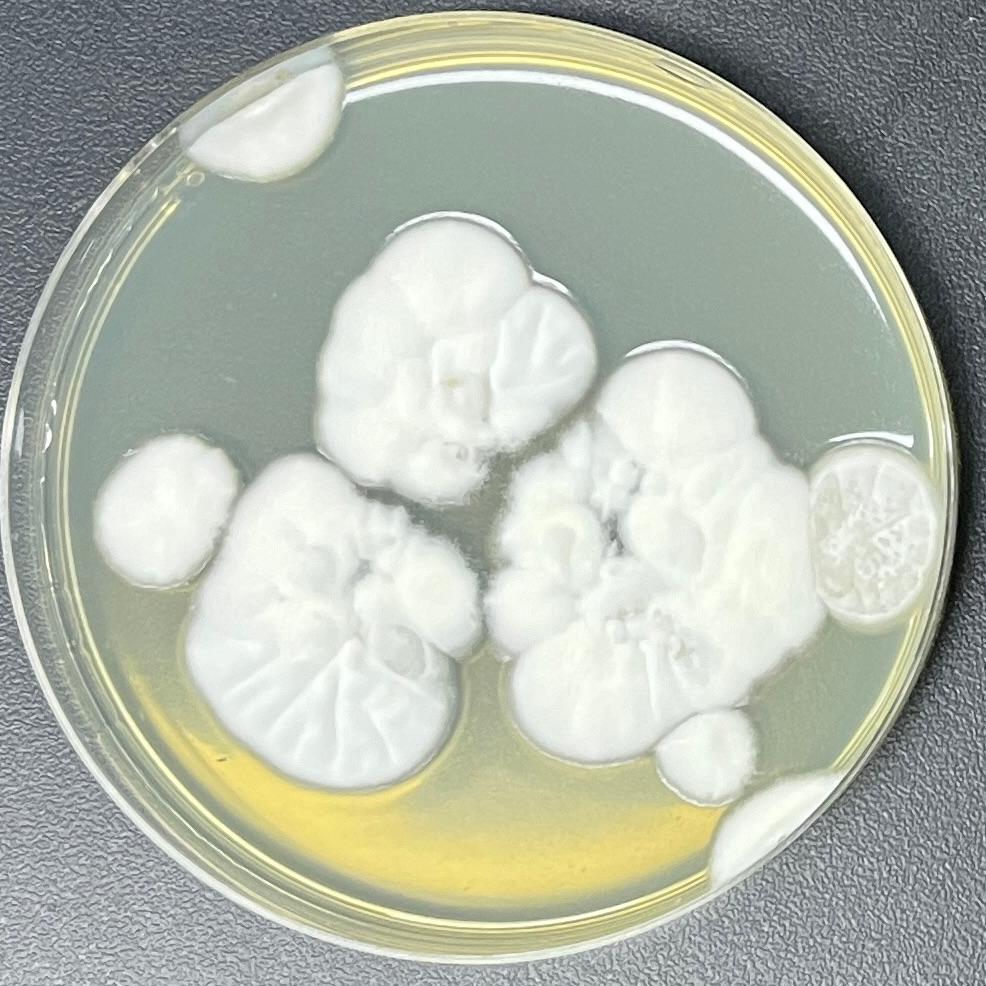 Lecanicillium antillanum-伟业计量